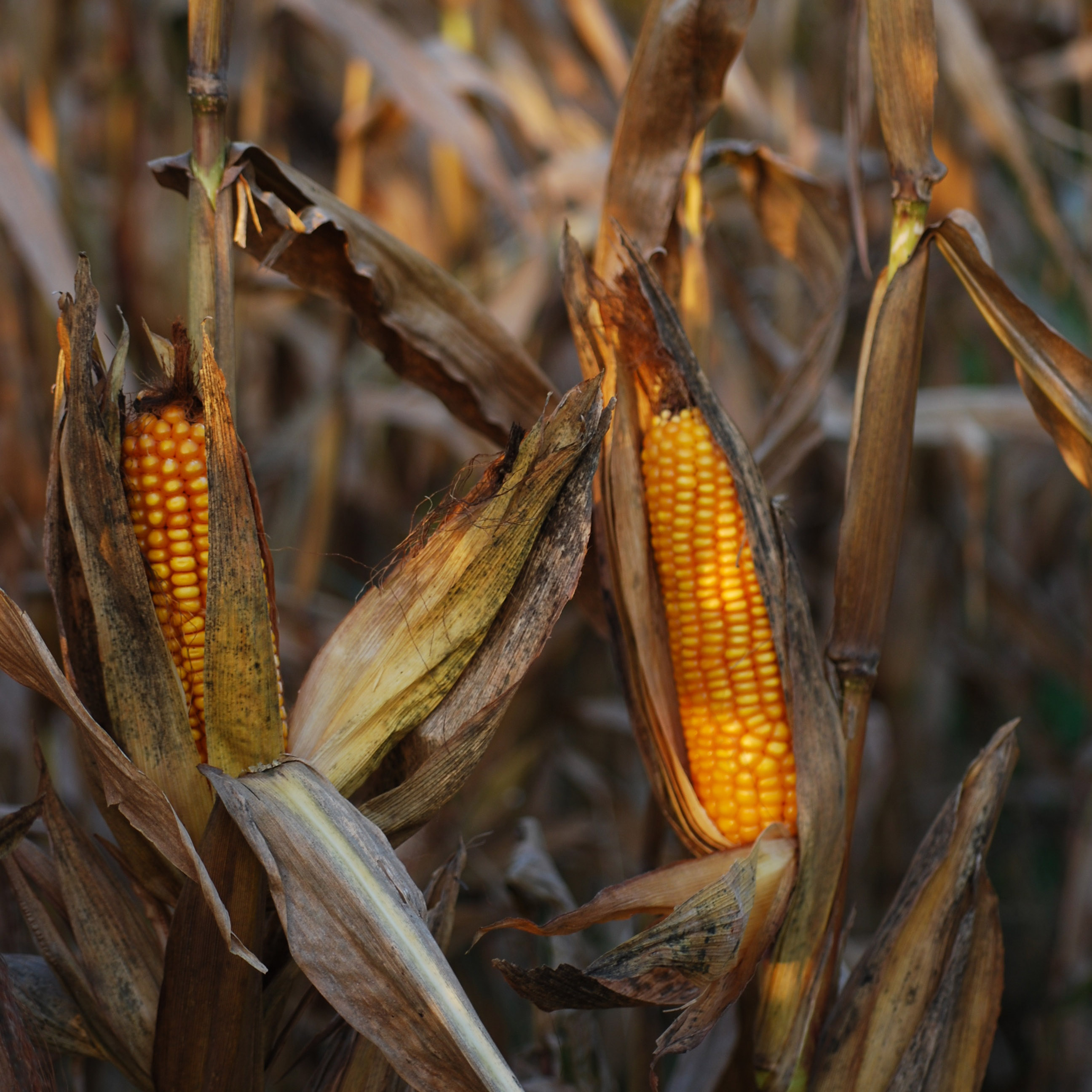 Corn Mug